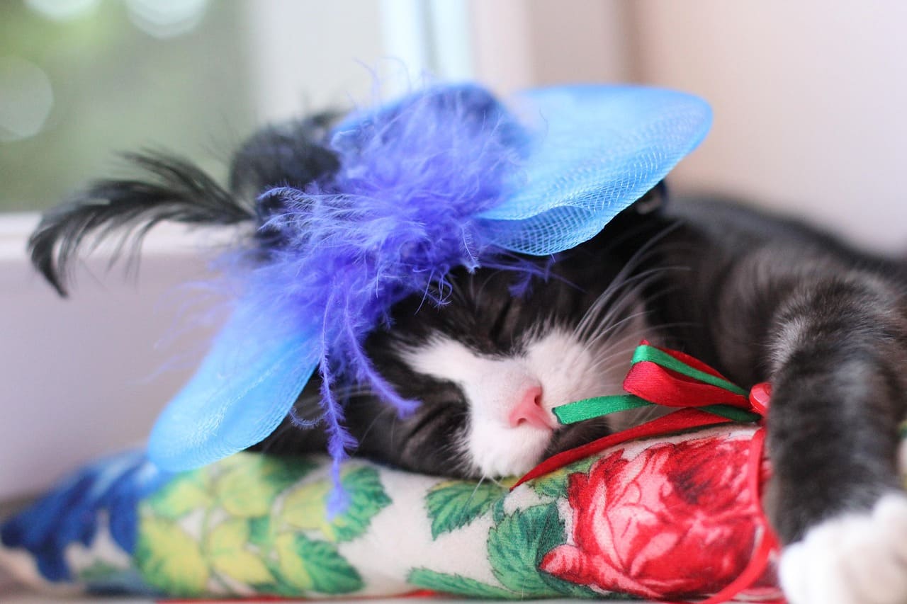 gato de estimação fofo